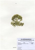 藏品(白果胞藻)的圖片